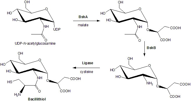 Bacillithiol synthesis pathway